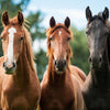 Equine Products