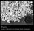 PERLITE- Horticultural Size Grains (4 cu ft Bags)