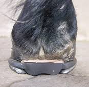 Michael Puhl Pads w/ Frog Support - Flat