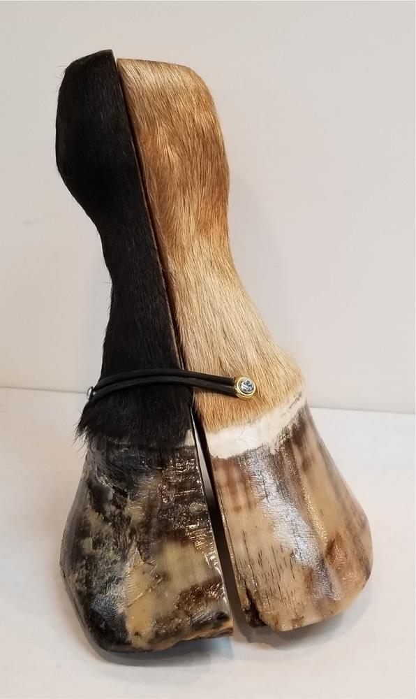 Anatomy Hybrid Half Normal/Half Foundered Hoof/ Horse Leg Specimen