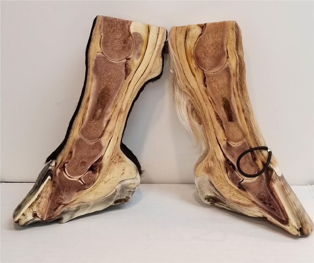 Anatomy Hybrid Half Normal/Half Foundered Hoof/ Horse Leg Specimen