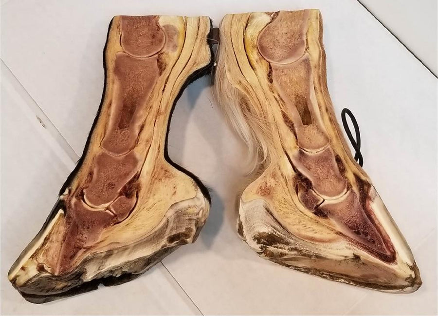 Anatomy Hybrid Half Normal/Half Foundered Hoof/ Horse Leg Specimen